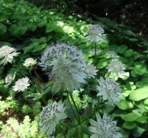 Jarmanka větší 'Buckland' - Astrantia major 'Buckland'