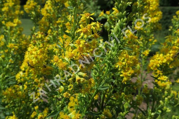 Zlatobýl obecný - Solidago virgaurea