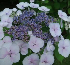 Hortenzie velkolistá 'Libelle' - Hydrangea macrophylla 'Libelle'