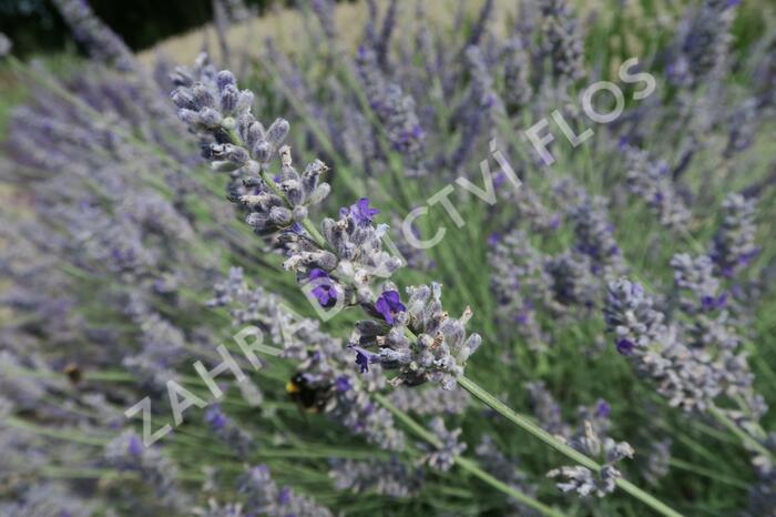 Levandule 'Sawyers' - Lavandula chaytorae 'Sawyers'