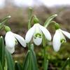 snenka podsnnk - Galanthus nivalis