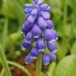 Modřenec širokolistý - Muscari botryoides