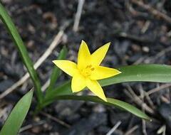 Tulipán pozdní - Tulipa urumiensis