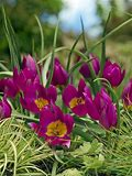 Tulipán botanický nízký 'Yellow Heart' - Tulipa humilis violacea 'Yellow Heart'