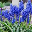 Modřenec arménský - Muscari armeniacum