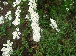 Tavolník popelavý 'Graciosa' - Spiraea cinerea 'Graciosa'