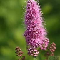 Tavolník - Spiraea billardii