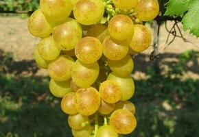 Réva vinná 'Prim' - Vitis vinifera 'Prim'