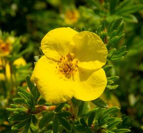 Mochna křovitá - Potentilla fruticosa