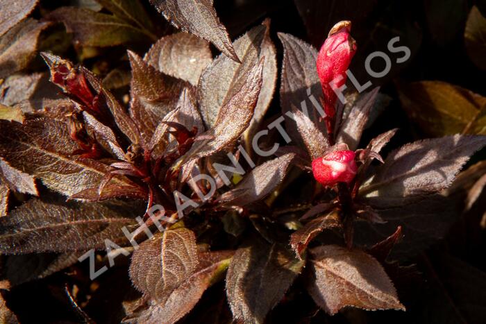 Vajgélie květnatá 'Elvera' - Weigela florida 'Elvera'