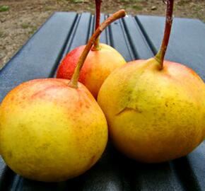 Hruškojeřáb 'Hrušeň tatarova' - Sorbopyrus 'Hrušeň tatarova'