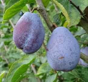 Pološvestka - velmi raná 'Tegera' - Prunus domestica 'Tegera'