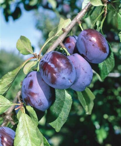 Švestka - pozdní 'Fruca' - Prunus domestica 'Fruca'