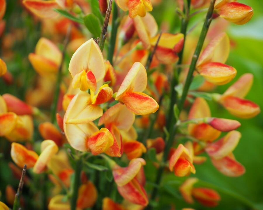 Čilimník 'Apricot Gem' - Cytisus 'Apricot Gem'