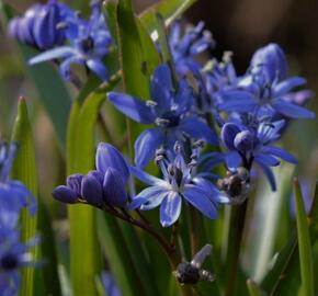 Ladoňka dvoulistá - Scilla bifolia