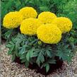 Aksamitník vzpřímený, afrikán 'Antigua Yellow' - Tagetes erecta 'Antigua Yellow'