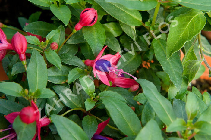 Fuchsie, čílko 'Fuchsita Red Blue' - Fuchsia hybrida 'Fuchsita Red Blue'