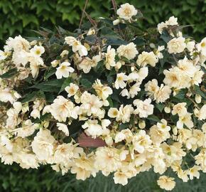 Begónie hlíznatá 'Belina Creme' - Begonia tuberhybrida 'Belina Creme'