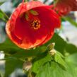 Mračňák 'Red Orange' - Abutilon hybridus 'Red Orange'