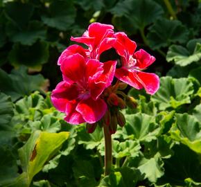 Muškát, pelargonie páskatá klasická 'Deep Rose with Eye' - Pelargonium zonale 'Deep Rose with Eye'