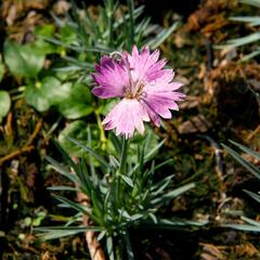 Hvozdík sivý 'Firewitch' - Dianthus gratianopolitanus 'Firewitch'