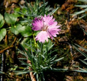 Hvozdík sivý 'Firewitch' - Dianthus gratianopolitanus 'Firewitch'