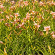 Denivka 'Longfields Glory' - Hemerocallis 'Longfields Glory'