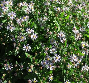 Hvězdnice 'Nanus' - Aster ageratoides v. adustus 'Nanus'