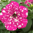 Petúnie 'Baby Doll' - Petunia hybrida 'Baby Doll'