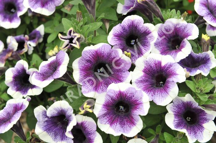 Petúnie 'Plus Purple Halo' - Petunia hybrida 'Plus Purple Halo'