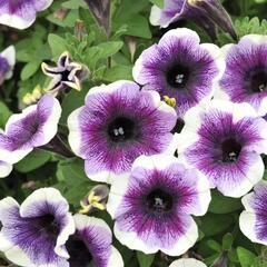 Petúnie 'Plus Purple Halo' - Petunia hybrida 'Plus Purple Halo'