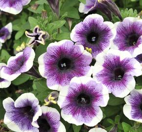 Petúnie 'Plus Purple Halo' - Petunia hybrida 'Plus Purple Halo'