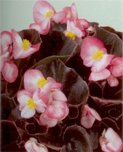 Begónie stálokvětá, ledovka, voskovka 'Marsala Bicolor' - Begonia semperflorens 'Marsala Bicolor'