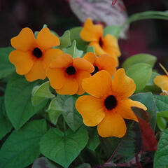 Smatavka, thunbergie křídlatá 'Red Orange' - Thunbergia alata 'Red Orange'