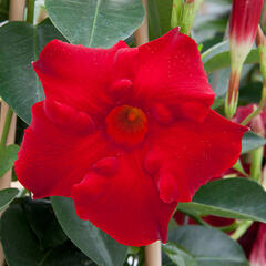 Diplandénie 'Magnetica Dark Red' - Mandevilla sanderi 'Magnetica Dark Red'