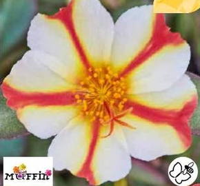 Šrucha 'Muffin Red & Creme' - Portulaca umbraticola 'Muffin Red & Creme'