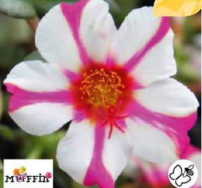 Šrucha 'Muffin Rose & White' - Portulaca umbraticola 'Muffin Rose & White'