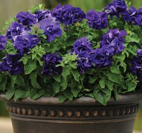 Petúnie velkokvětá 'Duplika Blue' - Petunia grandiflora 'Duplika Blue'