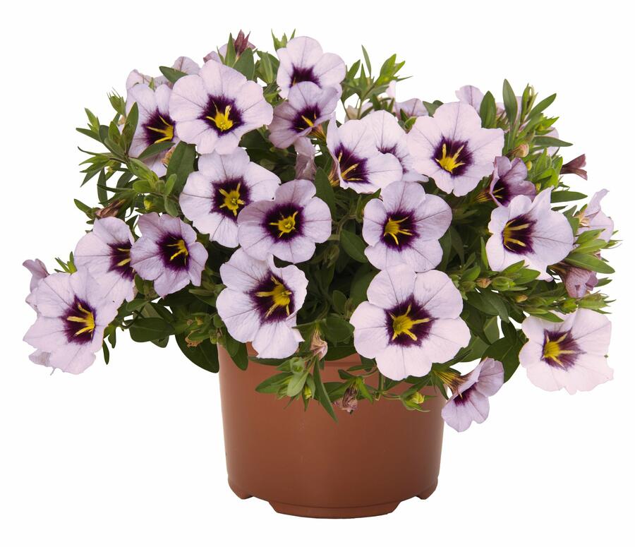 Minipetúnie, Million Bells 'Blomtastic Lavender Quartz' - Calibrachoa hybrida 'Blomtastic Lavender Quartz'