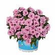 Minipetúnie, Million Bells 'Aloha Double Soft Pink Eye' - Calibrachoa hybrida 'Aloha Double Soft Pink Eye'