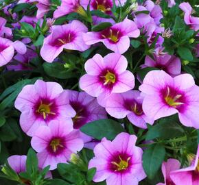 Minipetúnie, Million Bells 'Blomtastic Rose Quartz' - Calibrachoa hybrida 'Blomtastic Rose Quartz'