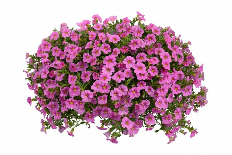 Minipetúnie, Million Bells 'Noa Mega Pink' - Calibrachoa hybrida 'Noa Mega Pink'