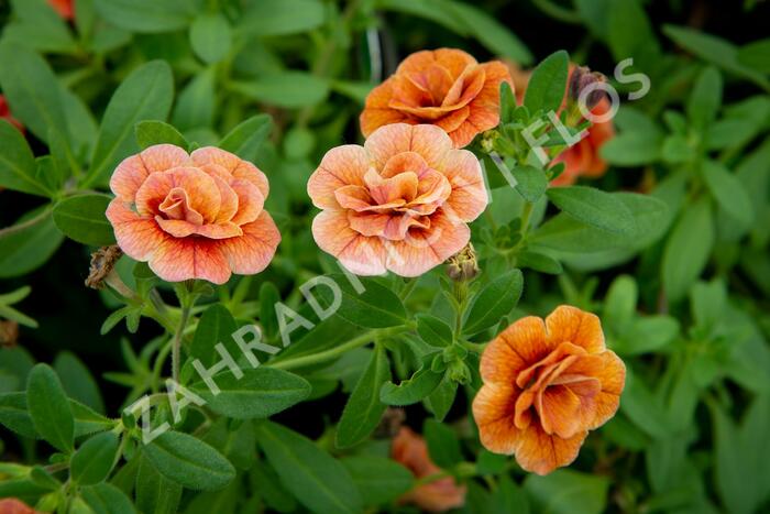 Minipetúnie, Million Bells 'Aloha Double Orange' - Calibrachoa hybrida 'Aloha Double Orange'