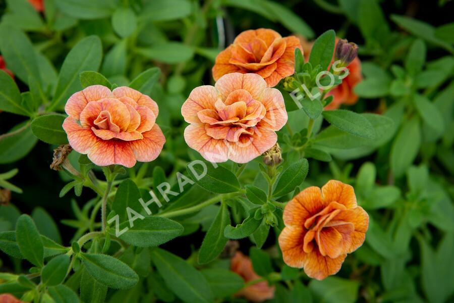 Minipetúnie, Million Bells 'Aloha Double Orange' - Calibrachoa hybrida 'Aloha Double Orange'