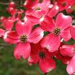 Dřín květnatý 'Comanche Chief' - Cornus florida 'Comanche Chief'