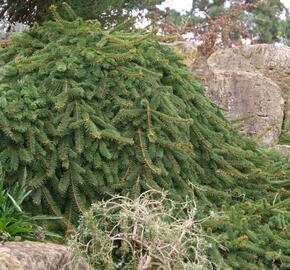 Smrk ztepilý 'Inversa' - Picea abies 'Inversa'