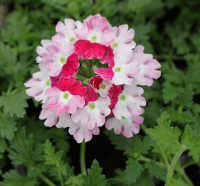 Verbena, sporýš 'Vanessa Koi' - Verbena hybrida 'Vanessa Koi'