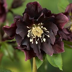 Čemeřice východní 'Double Ellen Purple' - Helleborus orientalis 'Double Ellen Purple'