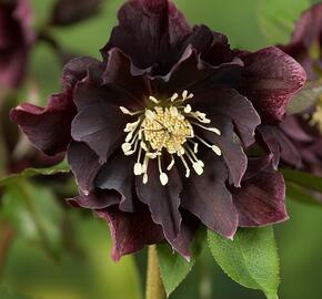 Čemeřice východní 'Double Ellen Purple' - Helleborus orientalis 'Double Ellen Purple'