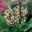 Konvalinka vonná 'Rosea' - Convallaria majalis 'Rosea'